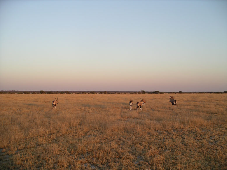 kalahari